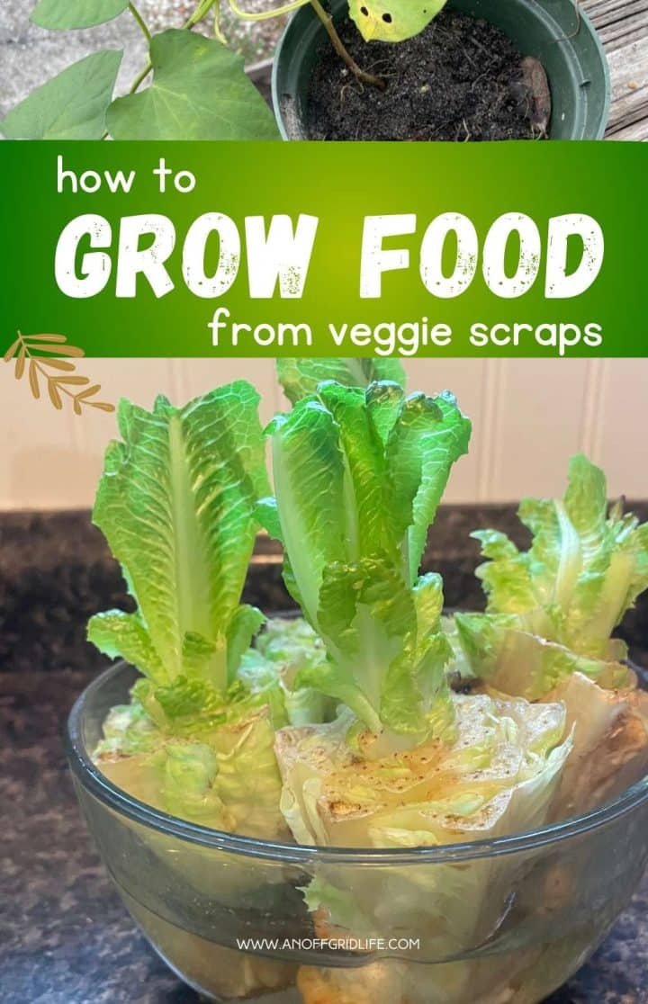 A tutorial image on growing food from vegetable scraps, showing fresh growth on romaine lettuce in a glass bowl on a kitchen counter.