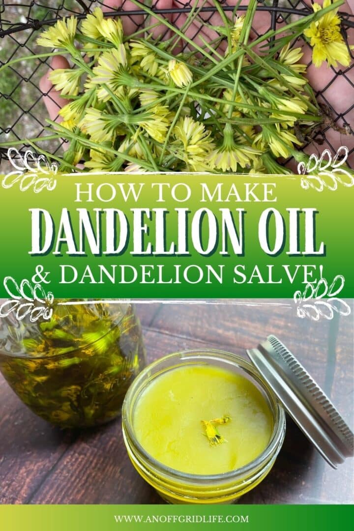 How to make dandelion oil and salve