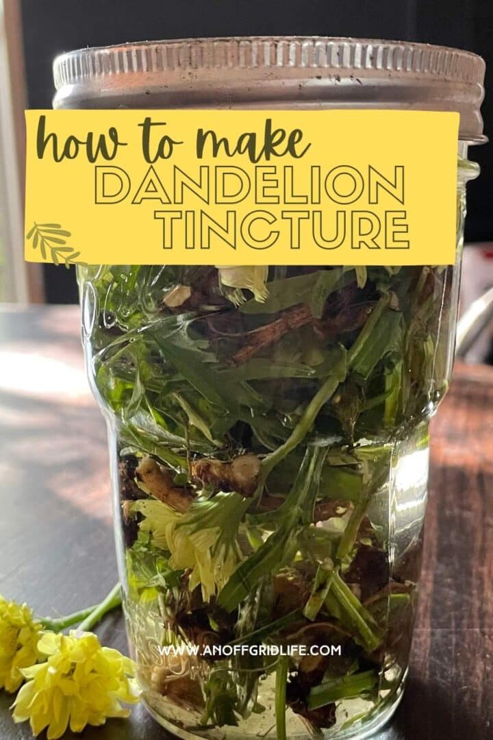 How to make dandelion tincture text overlay on image of dandelion tincture.
