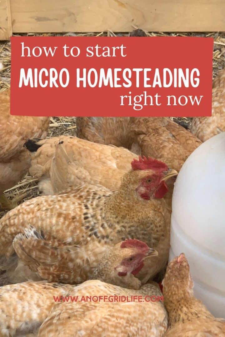 A group of chickens clustered around a feeder in a barn, with a text overlay saying "how to start micro homesteading right now" from "anoffgridlife.com".