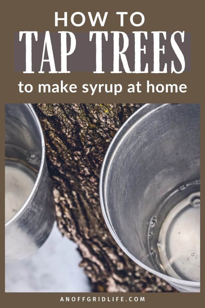 Metal buckets attached to a tree trunk for collecting sap, with text explaining how to tap trees for syrup.