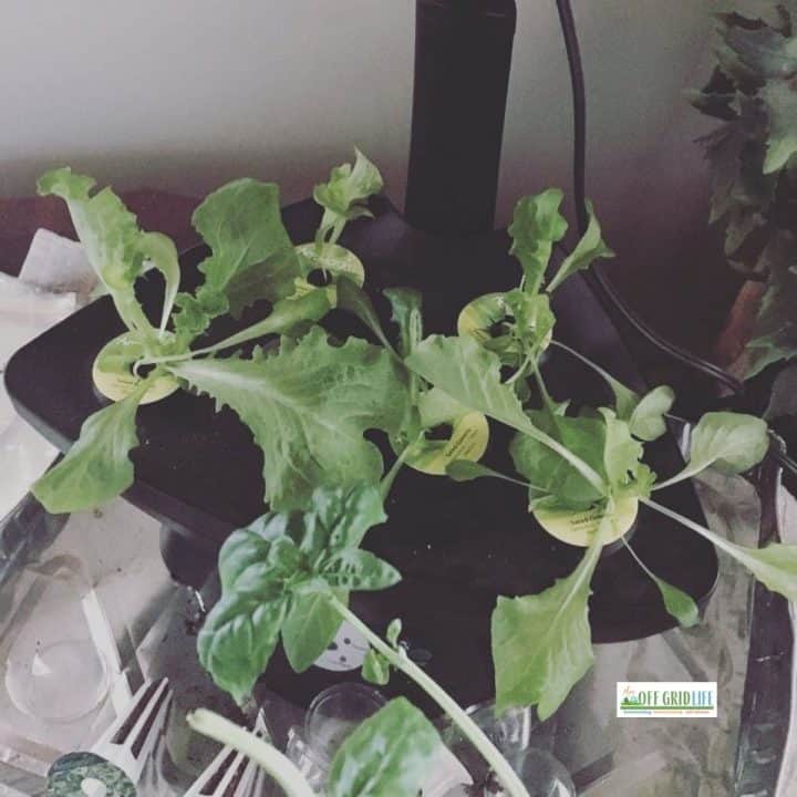 Indoor gardening can also extend your backyard homesteading season