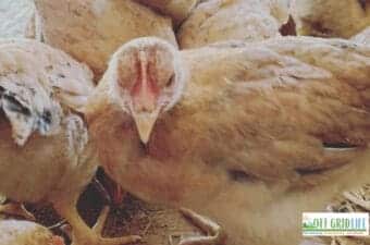 Best Chicken Breeds for Backyard Coop Success