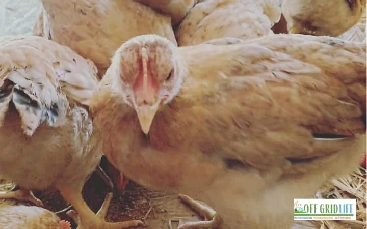 Best Chicken Breeds for Backyard Coop Success