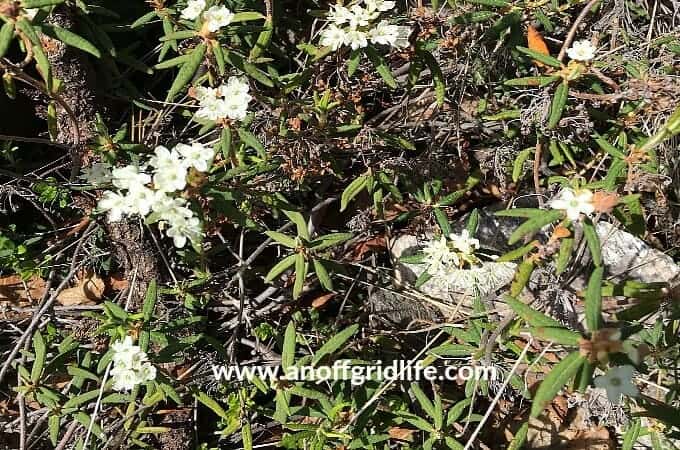 Foraging for Medicinal Plants: Labrador Tea #foragingformedicinalplants #labradortea