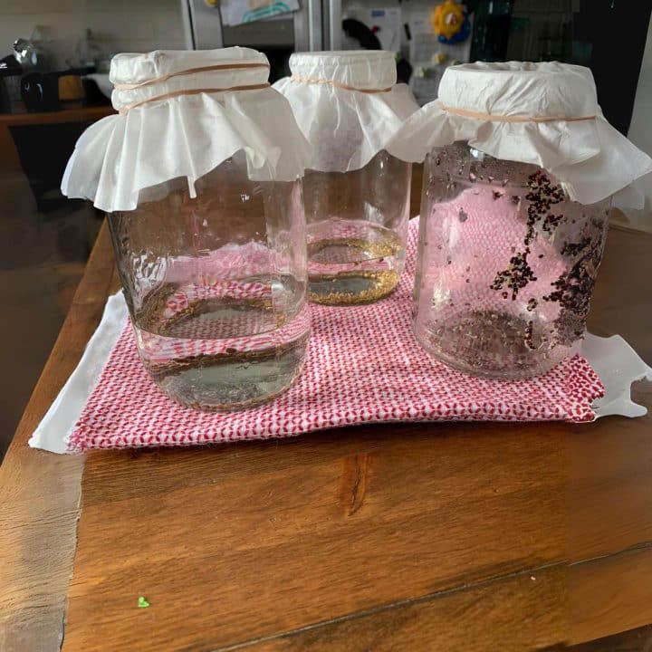 Mason jars containing seeds to sprout and water with paper on them.