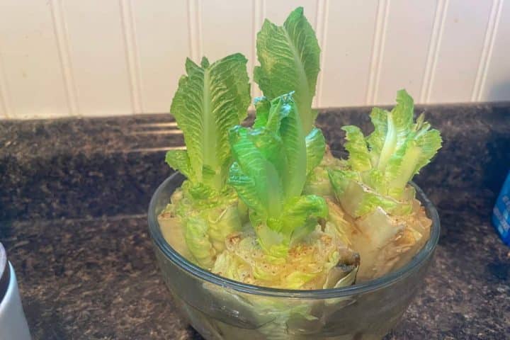 Romaine lettuce regrowing in a glass bowl on a kitchen counter.
