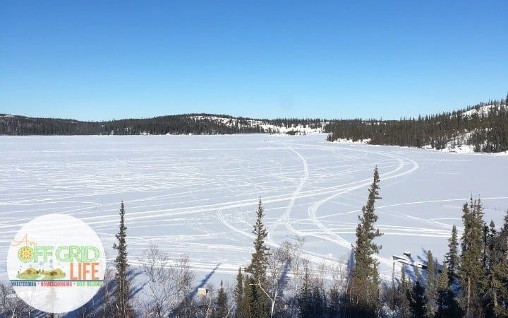 View of tree in winter