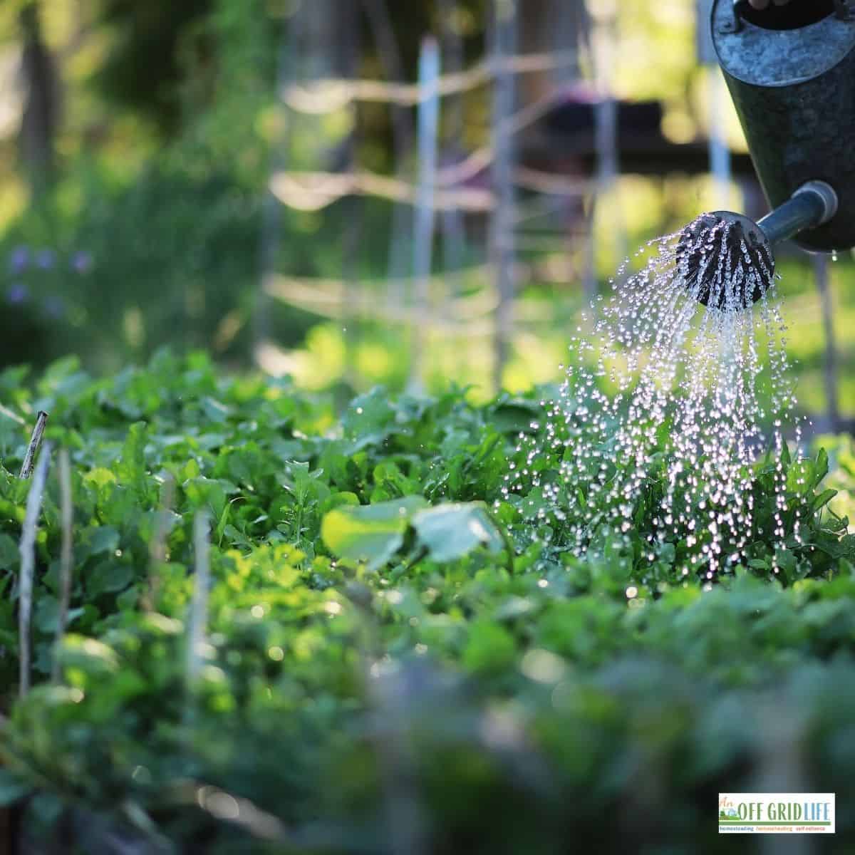 a watering can spraying water over a green vegetable garden