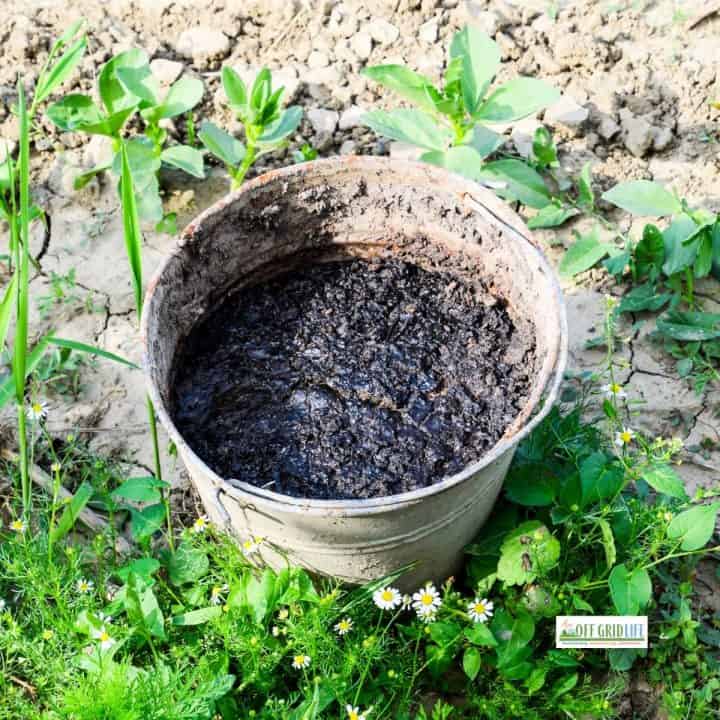 Animal manure in a bucket sitting in a vegetable garden