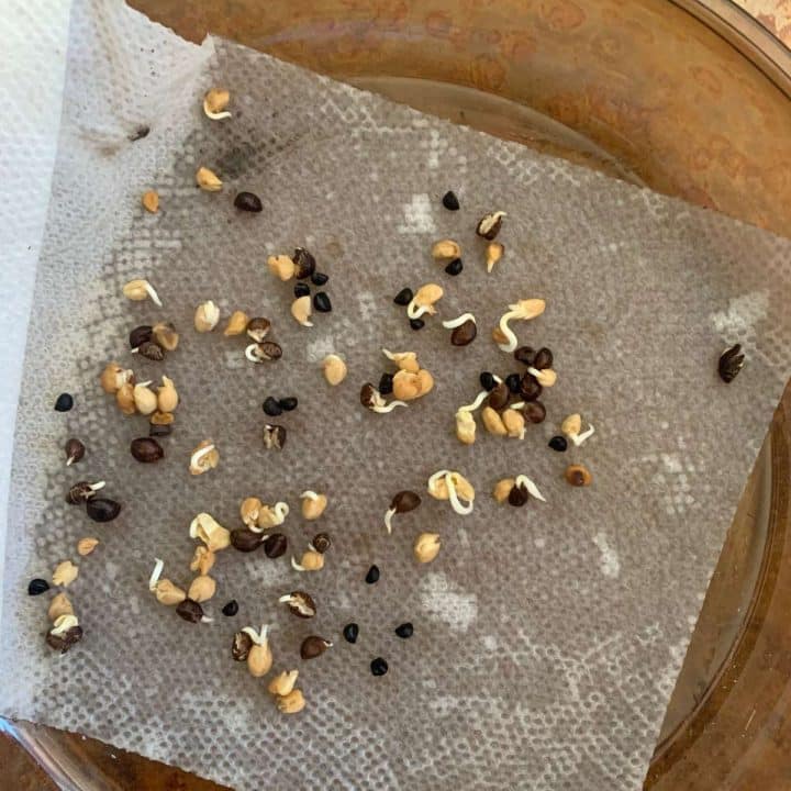 Sprouting microgreen seeds on a piece of paper in a bowl.