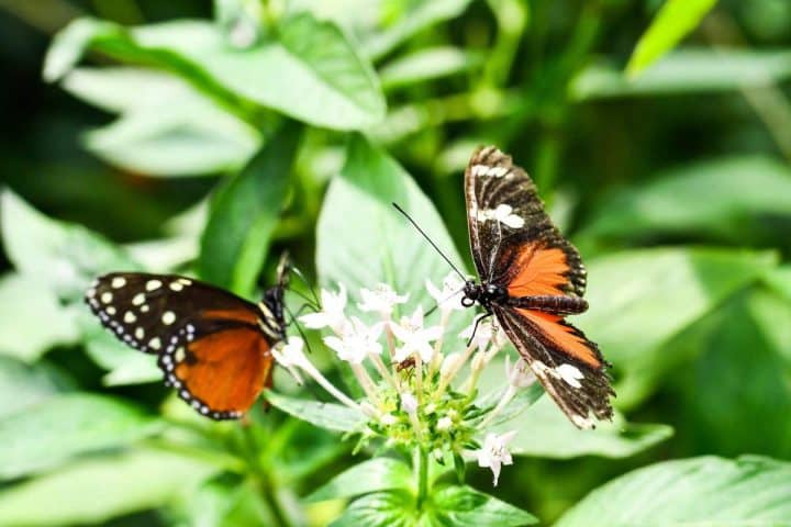 Two butterflies with black and orange wings are perched on white flowers surrounded by green foliage in a pollinator garden.