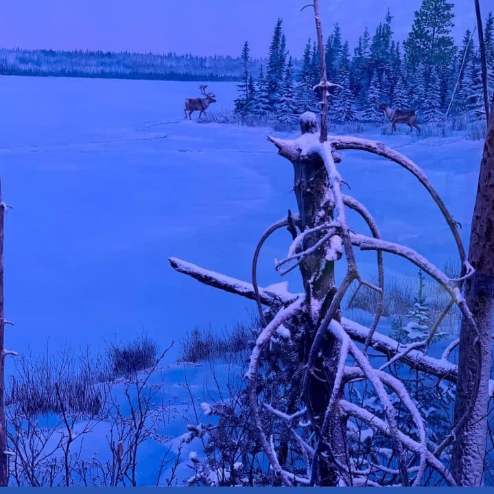 An image of a frozen lake with deer in the background.