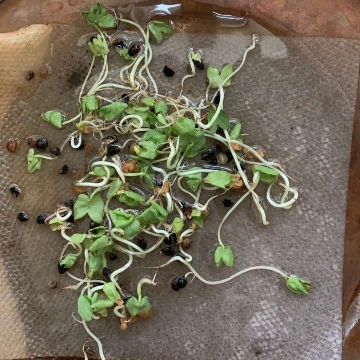 Microgreens growing on damp paper towel.