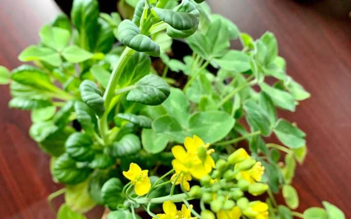 A mustard plant with yellow flowers.