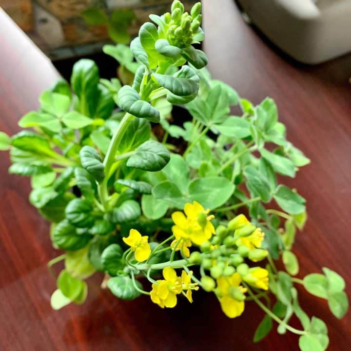 A mustard plant with yellow flowers.