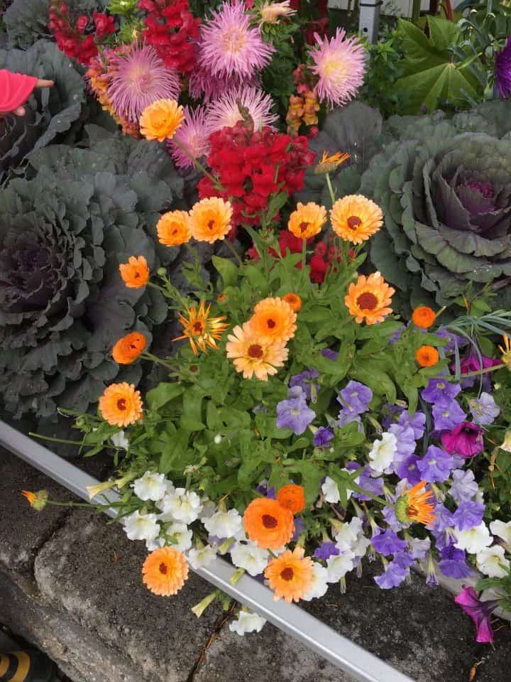 Flower and vegetable garden grown with homemade plant food and natural fertilizer,