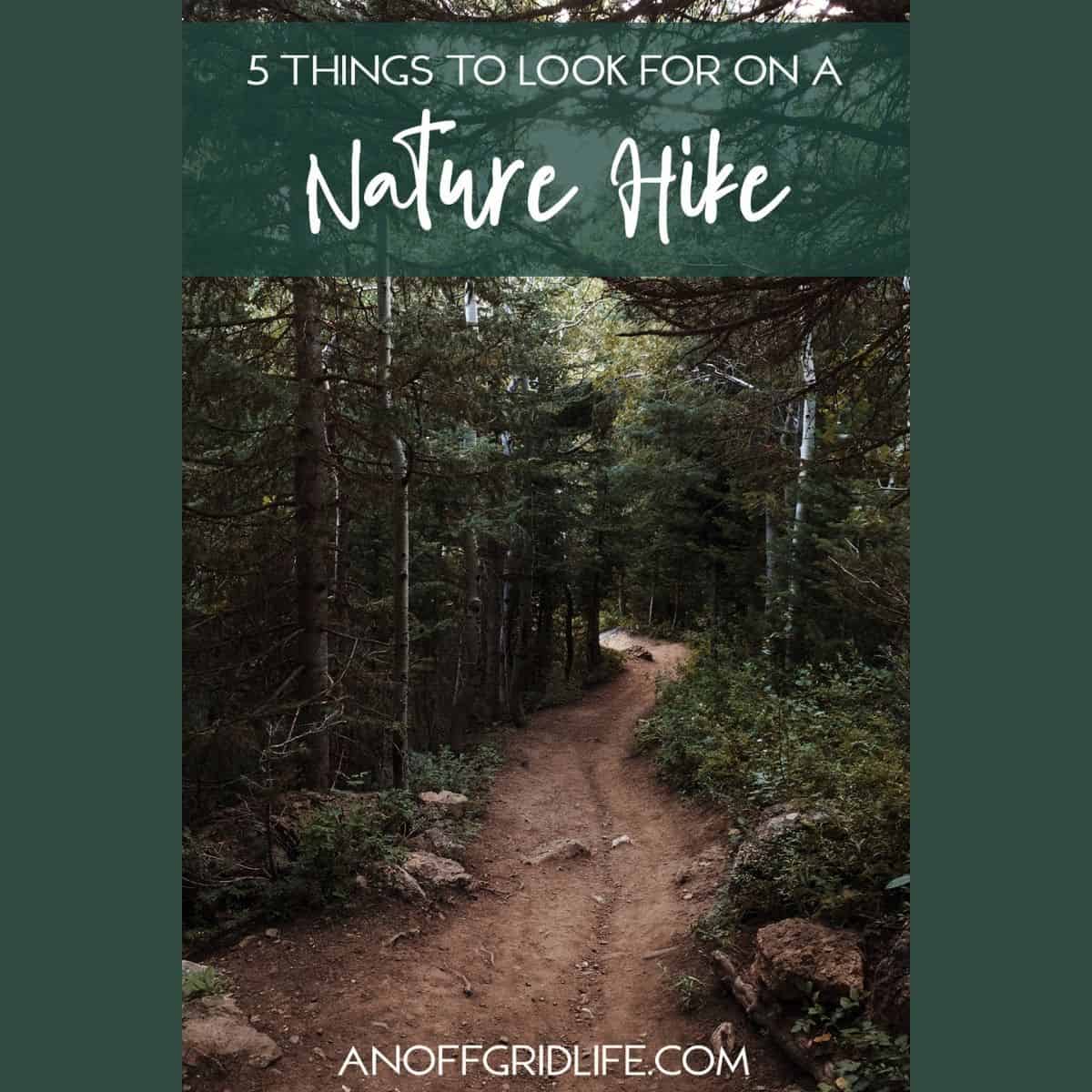5 Things to Look for on a Family Nature Hike