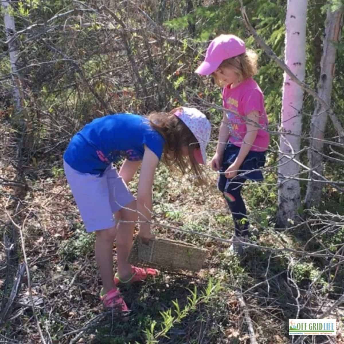 two young girls foraging in the woods
