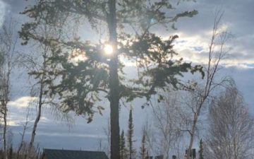 a picture of a single tree next to a homestead and the sun shining through the branches