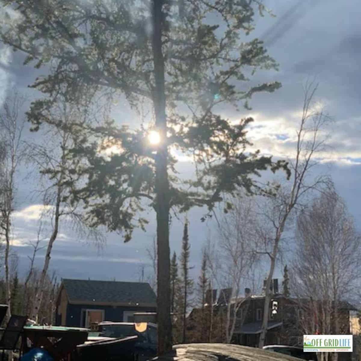 a picture of a single tree next to a homestead and the sun shining through the branches