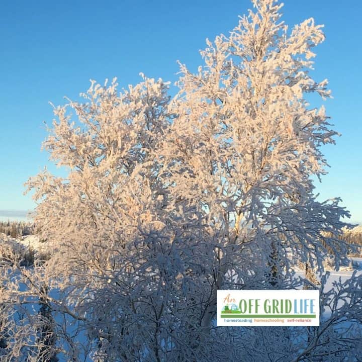 Tree covered in ice on a sunny winter day