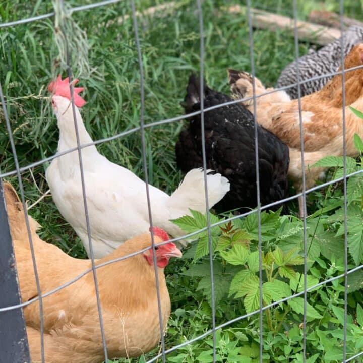 A group of chickens standing in a fenced area.