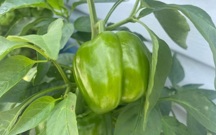 A green bell pepper growing on a plant with lush leaves.