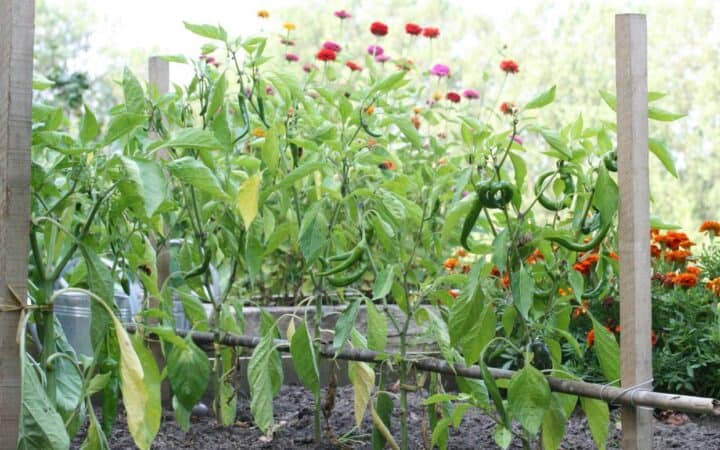 Pepper plants and marigolds in a potager garden