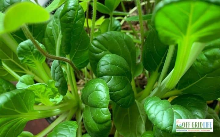 Permaculture design principles