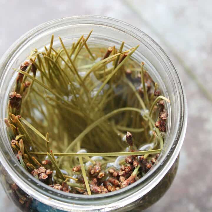 Pine Needles in Jar with Vinegar.