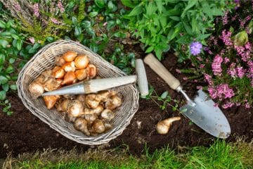 A wicker basket with flower bulbs, a trowel, and a bulb planter lies on soil beside green plants and purple flowers in a garden.