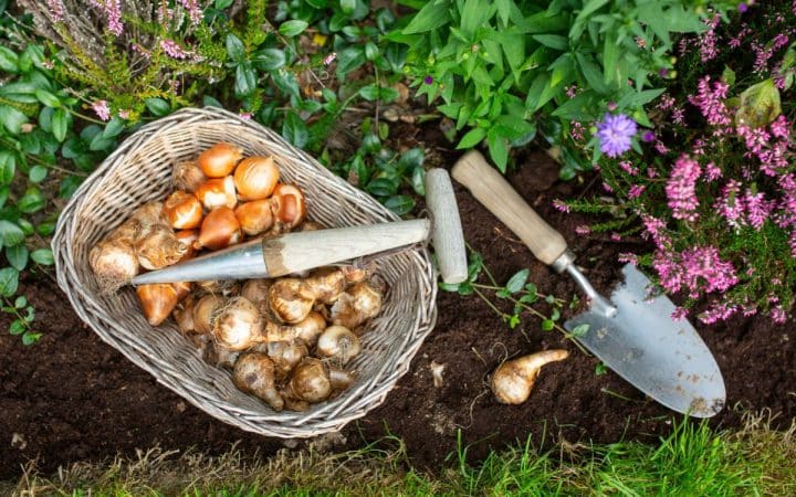 A wicker basket with flower bulbs, a trowel, and a bulb planter lies on soil beside green plants and purple flowers in a garden.