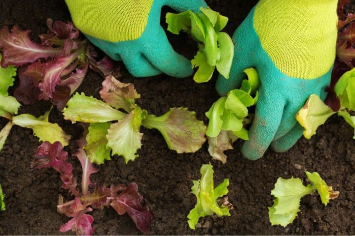 Gloved hands are planting young lettuce seedlings into the soil.