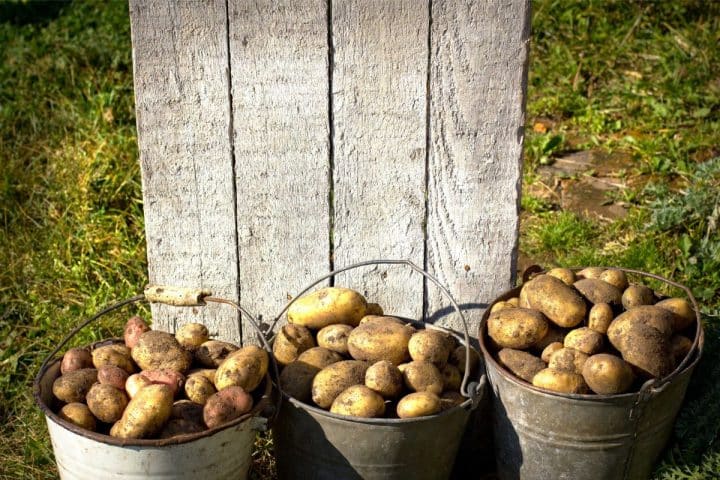 Three metal buckets filled with freshly harvested potatoes sit on grass in front of a vertical wooden plank.