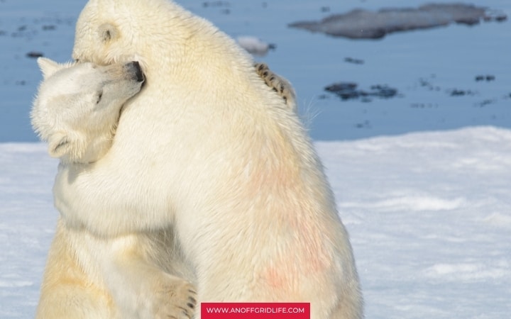 Two polar bears wrestling outdoors in the snow.