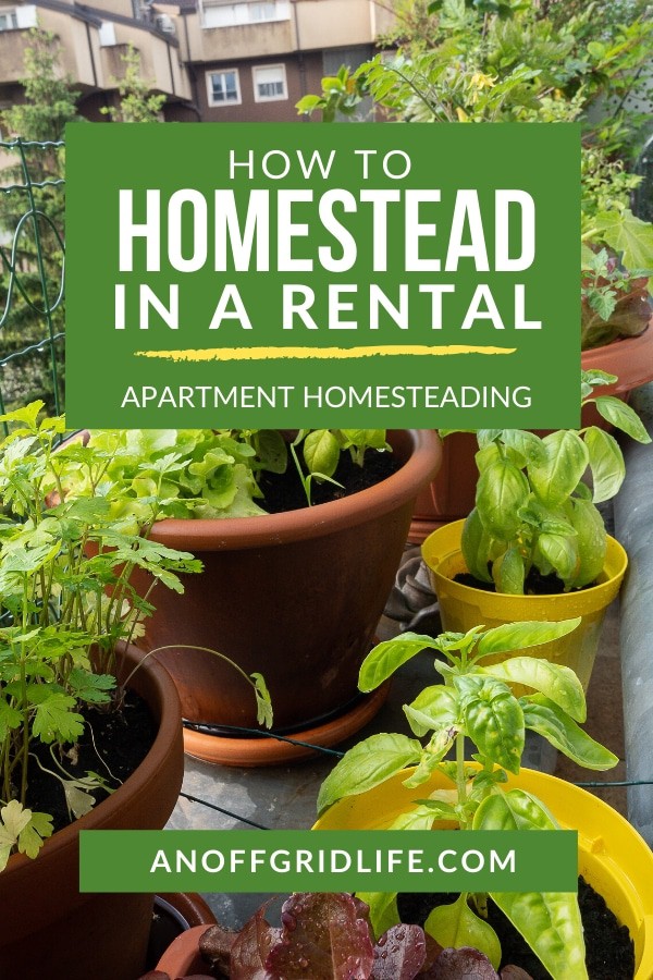 Apartment homesteading: homesteading in a rental text overlay on image of vegetables and herbs growing in a container on an apartment balcony