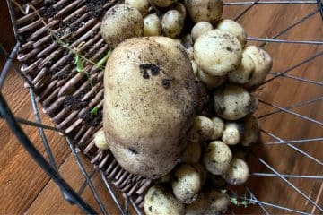 A wicker basket contains a large, dirt-covered potato surrounded by smaller potatoes, all with bits of soil attached.