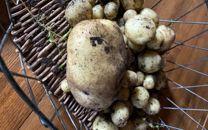 A wicker basket contains a large, dirt-covered potato surrounded by smaller potatoes, all with bits of soil attached.