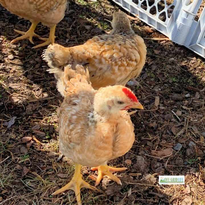 Western Rustic chicks at our off grid homestead