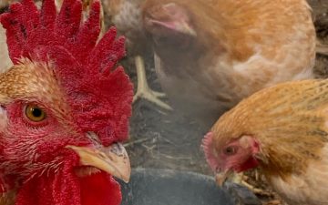 Backyard homestead chickens eating feed in the coop.