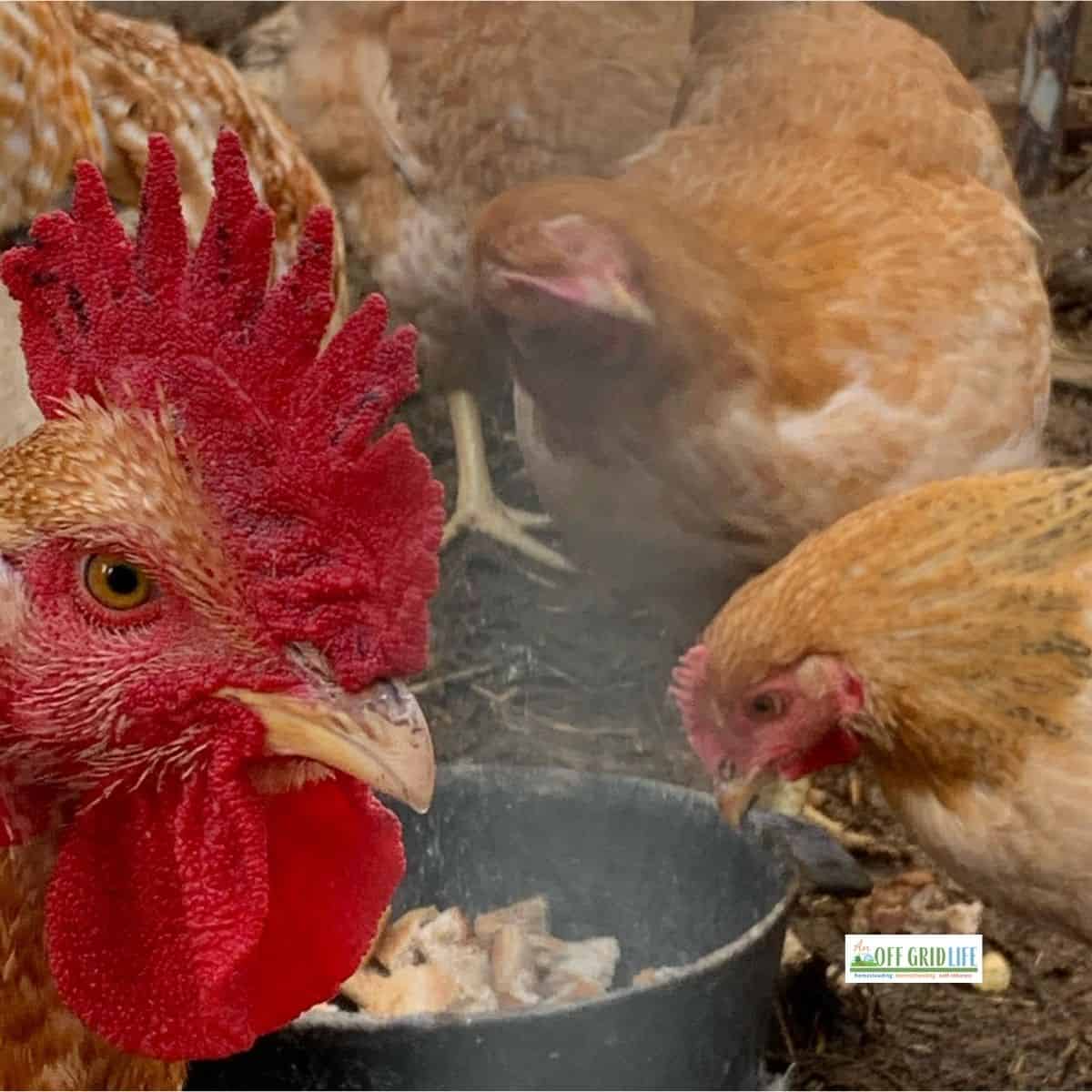 Backyard homestead chickens eating feed in the coop.
