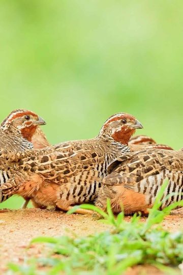 three quail on a mound of dirt surrounded by greenery