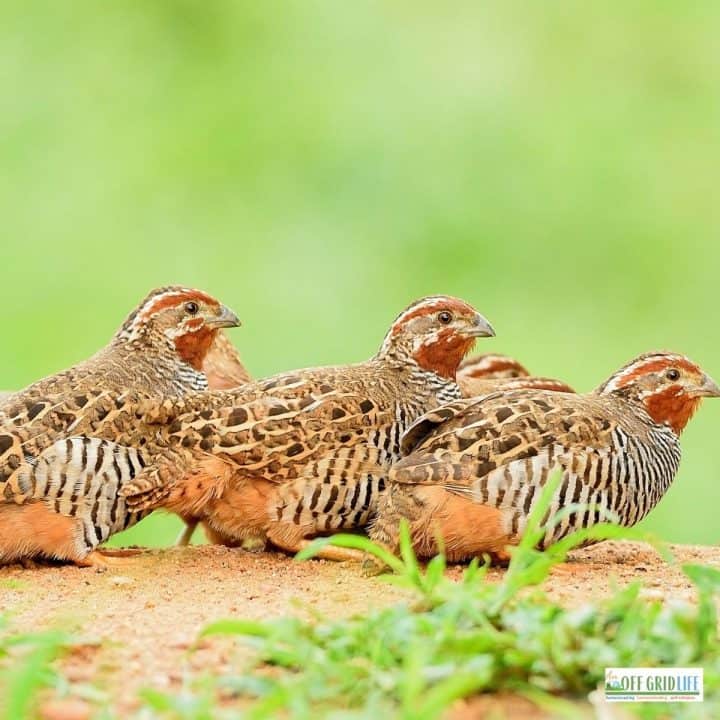 three quail on a mound of dirt surrounded by greenery