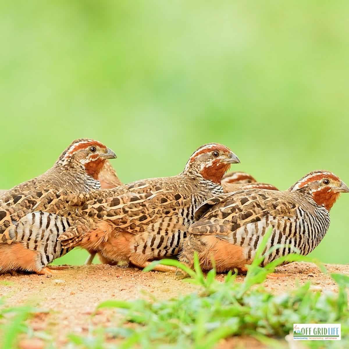 three quail on a mound of dirt surrounded by greenery