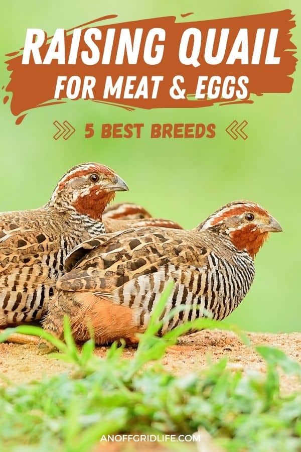 a pinterest image with three quails surrounded by greenery, text overlay "raising quail for meat & eggs: 5 best breeds"