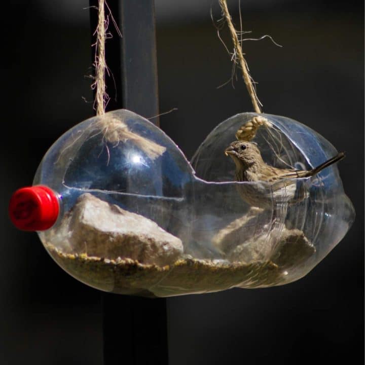 A bird inside a repurposed plastic bottle feeder with a stone counterweight.