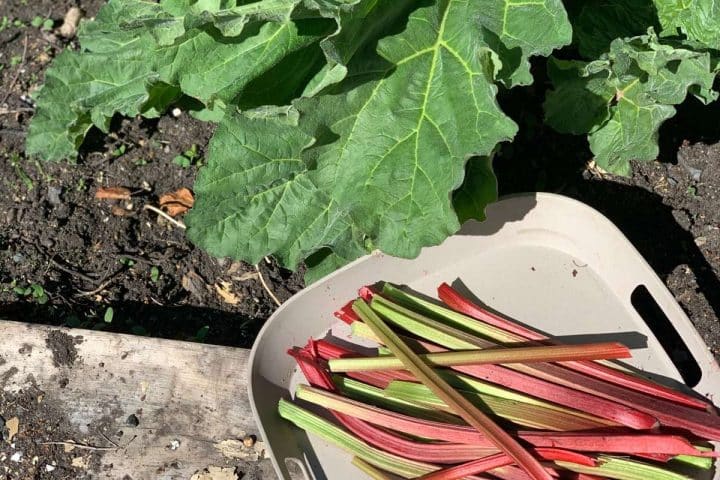 A container of freshly harvested rhubarb stalks lies on the ground next to a rhubarb plant in a garden.