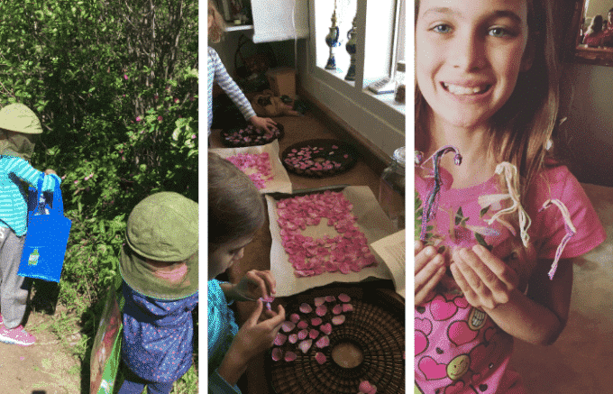 Children foraging wild roses and dehydrating them