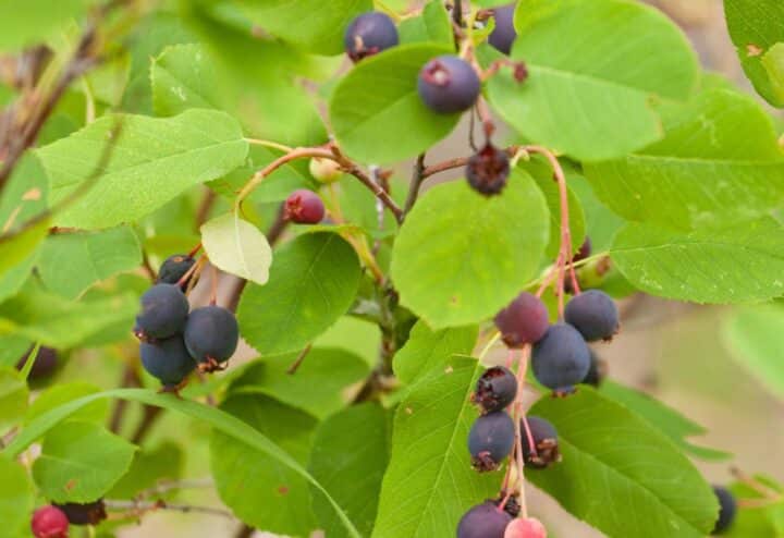 A bunch of saskatoon berries.